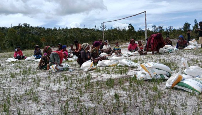 Diduga Kepala Kampung Dan Kepala Distrik Yiluk, Tidak Salurkan Bantuan Beras Kepada Warga Yubumabur, Malah Dijual Ke Kios Dengan Harga Murah