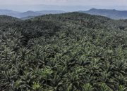 Klarifikasi,Ternyata Lahan 200 Hektar DiGurun Panjang Bukan Lahan Ilegal