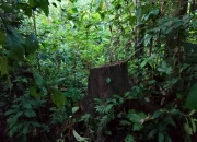 Hutan Hilang, Janji Reboisasi Punah: Dugaan Operasi Ilegal CV AJahra Karya di Desa Wailoba