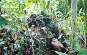 Jawal Fokaaya Diduga Enggan Temui Warga Wailoba Karena Belum Tepati Janji Reboisasi dan Pembayaran Fee