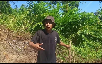 Warga Wailoba Protes, CV Anugerah 4 Mangoli Mandiri Diduga Serobot Lahan Tanpa Izin, Pohon Cengkeh dan Pala Digusur