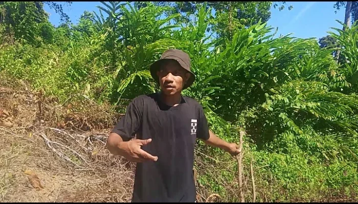 Warga Wailoba Protes, CV Anugerah 4 Mangoli Mandiri Diduga Serobot Lahan Tanpa Izin, Pohon Cengkeh dan Pala Digusur