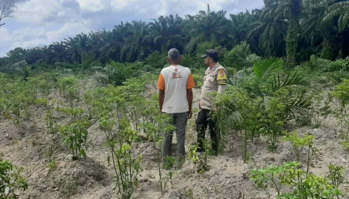 Bersama Petani Bhabinkamtibmas Basilam Baru Pantau Tanaman Masyarakat Yang Subur