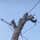 Kabel Listrik Menggantung  Disambung ke Pohon Mati, Warga Jalan Ratu Sima Dumai Resah Khawatir Bahaya