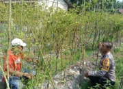 Bhabinkamtibmas Ratu Sima Polsek Dumai Barat Dukung Program Ketahanan Pangan Nasional, Cek Pertumbuhan Tanaman Pekarangan Pangan Bergizi