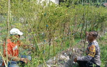 Bhabinkamtibmas Ratu Sima Polsek Dumai Barat Dukung Program Ketahanan Pangan Nasional, Cek Pertumbuhan Tanaman Pekarangan Pangan Bergizi