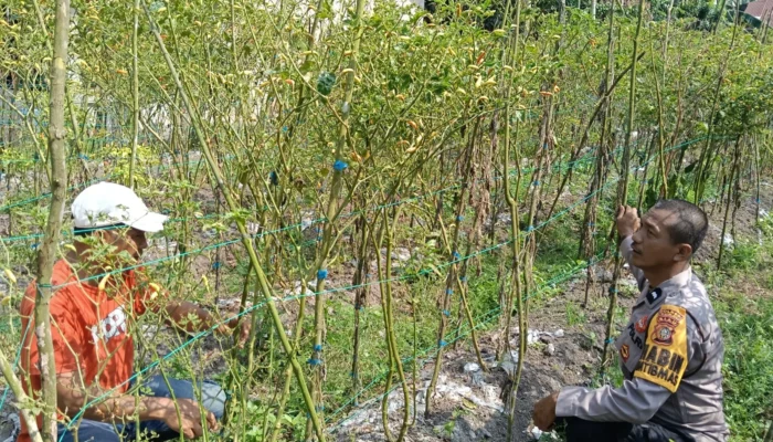 Bhabinkamtibmas Ratu Sima Polsek Dumai Barat Dukung Program Ketahanan Pangan Nasional, Cek Pertumbuhan Tanaman Pekarangan Pangan Bergizi