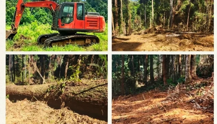 Gunduli Hutan Lindung, HPMS Polisikan Bupati Kepulauan Sula